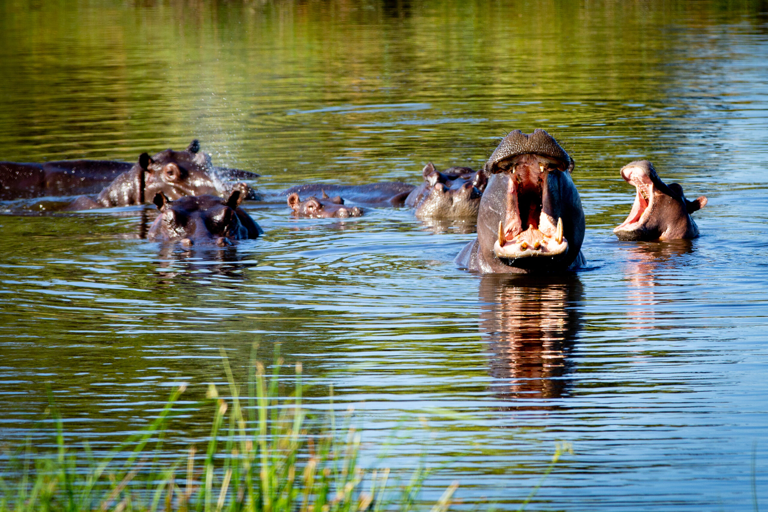 Botswana, Duba Explorers Camp, Great Plains Conservation, Okavango Delta
Great Plains Zimbabwe
Wildlife found in the Duba Plains Reserve of Botswana's northern Okavango Delta where Great Plains camps are situated.